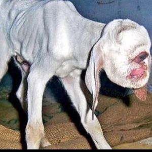 Meet your Posher, Mariyah